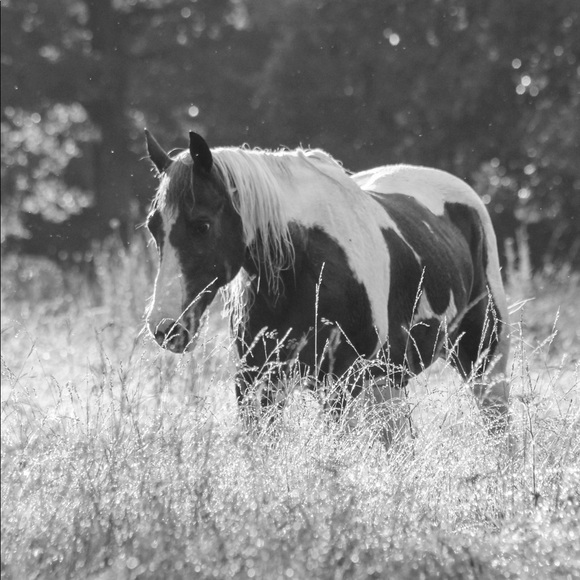 Meet your Posher, Anna - Picture 1 of 1